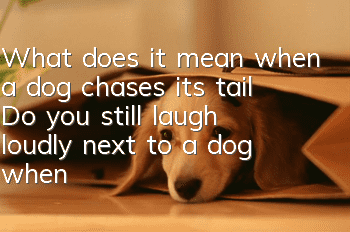 What does it mean when a dog chases its tail? Do you still laugh loudly next to a dog when it chases its tail?