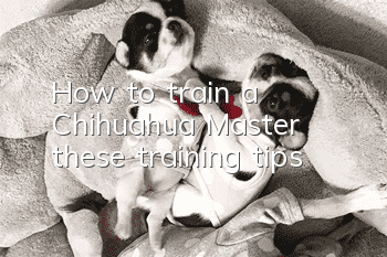 How to train a Chihuahua? Master these training tips!