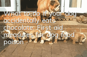 What to do if your dog accidentally eats chocolate. First aid measures for dog food poisoning.