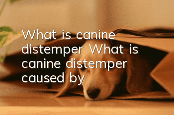 What is canine distemper? What is canine distemper caused by?