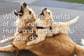 What are the benefits of dogs eating kelp? Hurry and prepare kelp for your dog