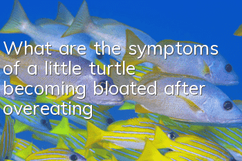 What are the symptoms of a little turtle becoming bloated after overeating?