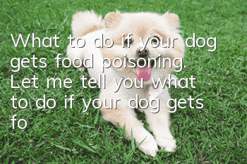 What to do if your dog gets food poisoning. Let me tell you what to do if your dog gets food poisoning!