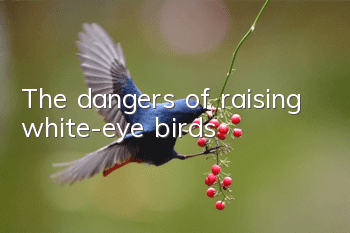 The dangers of raising white-eye birds