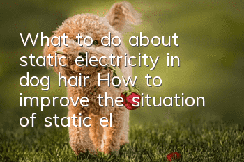 What to do about static electricity in dog hair? How to improve the situation of static electricity in dog hair?