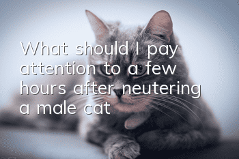 What should I pay attention to a few hours after neutering a male cat?