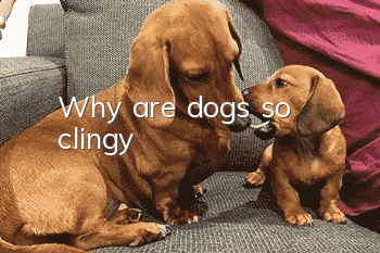 Why are dogs so clingy?