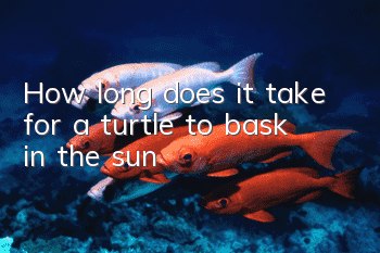 How long does it take for a turtle to bask in the sun?