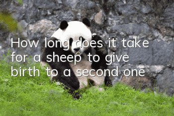 How long does it take for a sheep to give birth to a second one?