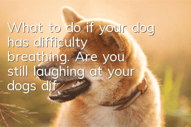 What to do if your dog has difficulty breathing. Are you still laughing at your dog’s difficulty breathing?