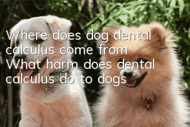 Where does dog dental calculus come from? What harm does dental calculus do to dogs?