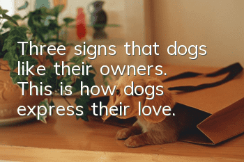 Three signs that dogs like their owners. This is how dogs express their love.