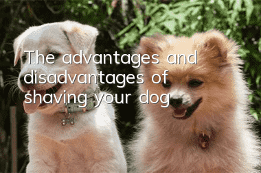 The advantages and disadvantages of shaving your dog