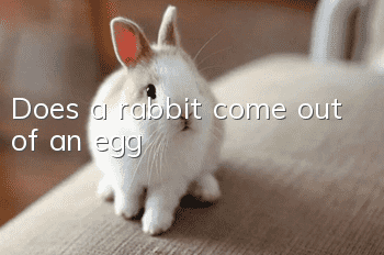 Does a rabbit come out of an egg?