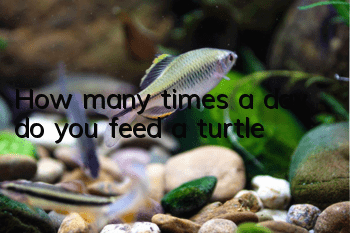 How many times a day do you feed a turtle?