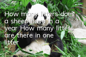 How many litters does a sheep have in a year? How many litters are there in one litter?