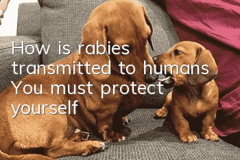 How is rabies transmitted to humans? You must protect yourself