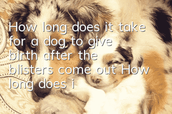 How long does it take for a dog to give birth after the blisters come out? How long does it take for a dog to give birth after the amniotic water breaks?