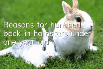 Reasons for hunched back in hamsters under one year old