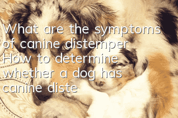 What are the symptoms of canine distemper? How to determine whether a dog has canine distemper?