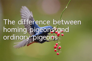 The difference between homing pigeons and ordinary pigeons