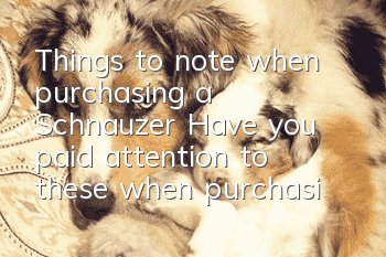 Things to note when purchasing a Schnauzer: Have you paid attention to these when purchasing a Schnauzer?