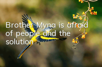 Brother Myna is afraid of people and the solution