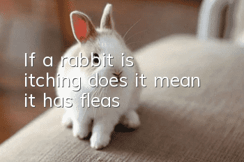 If a rabbit is itching, does it mean it has fleas?