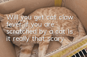 Will you get cat claw fever if you are scratched by a cat? Is it really that scary?