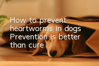 How to prevent heartworms in dogs Prevention is better than cure