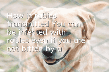 How is rabies transmitted? You can be infected with rabies even if you are not bitten by a dog