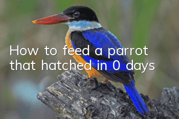 How to feed a parrot that hatched in 0 days