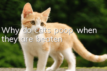 Why do cats poop when they are beaten?