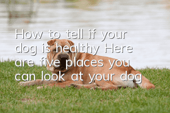 How to tell if your dog is healthy? Here are five places you can look at your dog