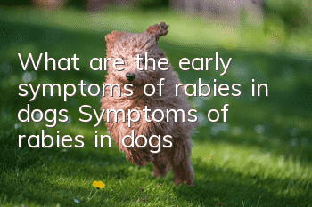 What are the early symptoms of rabies in dogs? Symptoms of rabies in dogs!