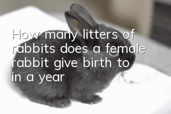 How many litters of rabbits does a female rabbit give birth to in a year?