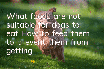 What foods are not suitable for dogs to eat? How to feed them to prevent them from getting sick