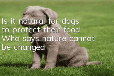 Is it natural for dogs to protect their food? Who says nature cannot be changed?