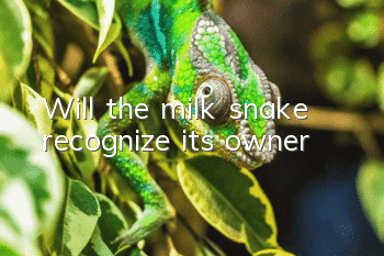 Will the milk snake recognize its owner?