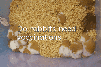 Do rabbits need vaccinations?