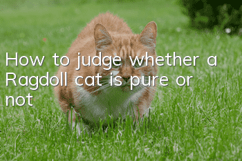 How to judge whether a Ragdoll cat is pure or not?