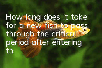 How long does it take for a new fish to pass through the critical period after entering the tank?