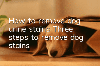 How to remove dog urine stains Three steps to remove dog stains