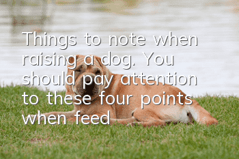 Things to note when raising a dog. You should pay attention to these four points when feeding your dog dog food.