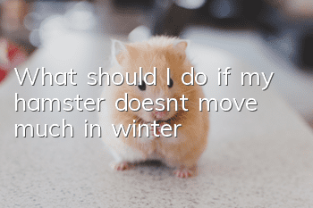 What should I do if my hamster doesn’t move much in winter?