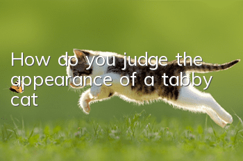 How do you judge the appearance of a tabby cat?