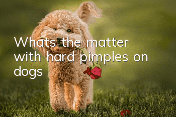 What's the matter with hard pimples on dogs?