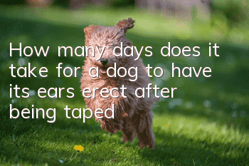 How many days does it take for a dog to have its ears erect after being taped?