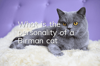 What is the personality of a Birman cat?