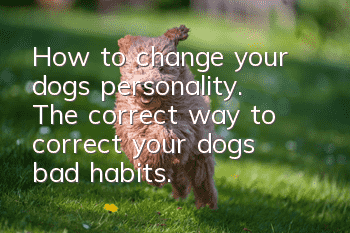 How to change your dog’s personality. The correct way to correct your dog’s bad habits.